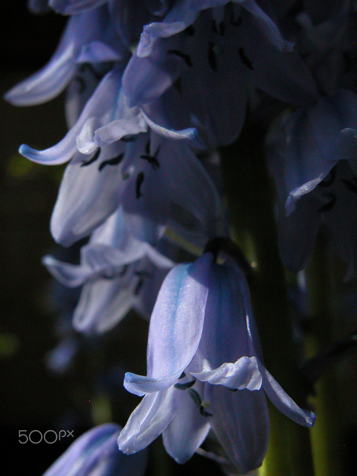 Nikon E5700 sample photo. English bluebells photography