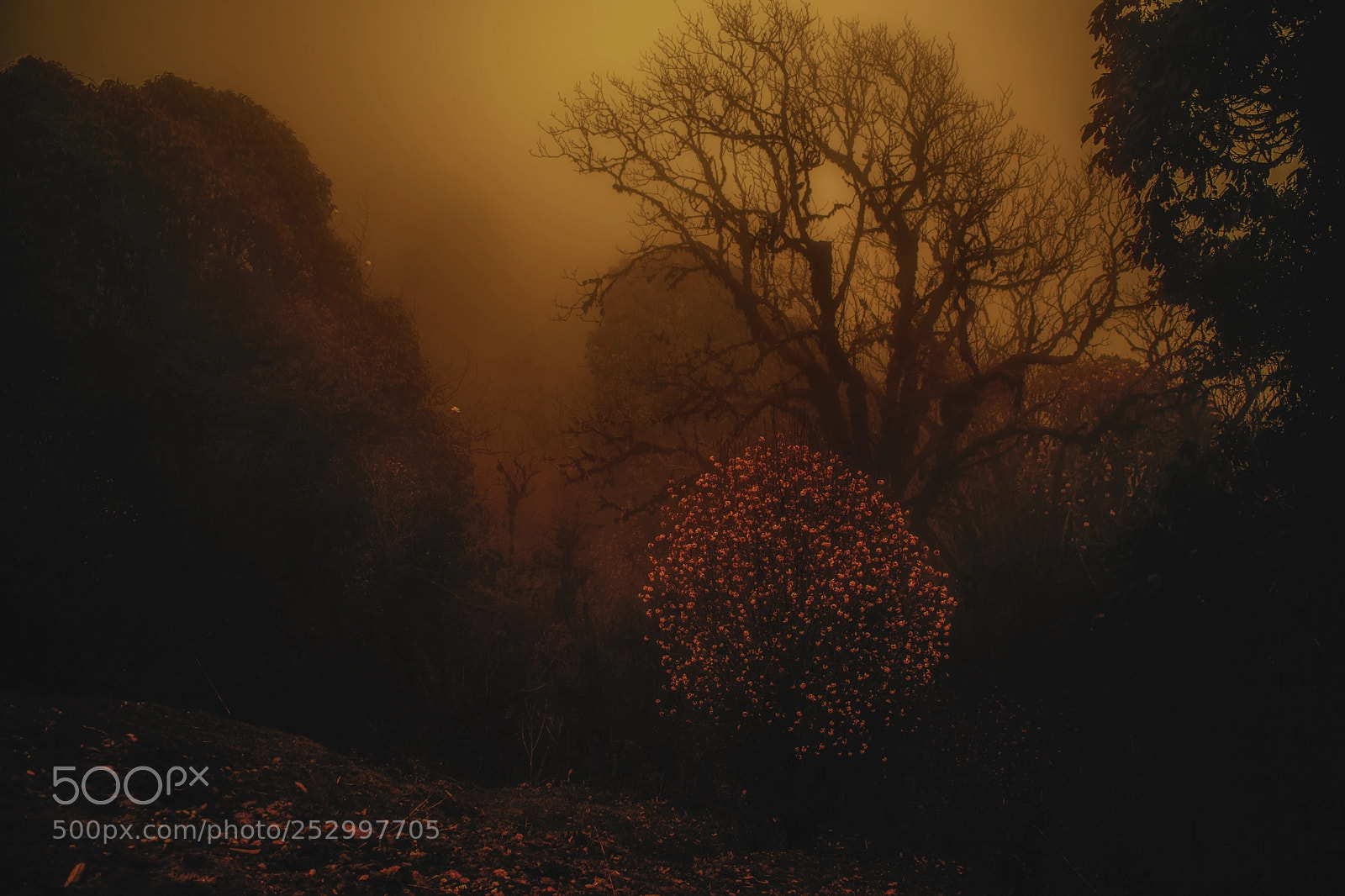 Nikon D3300 sample photo. Dusk in himalayan jungle. photography