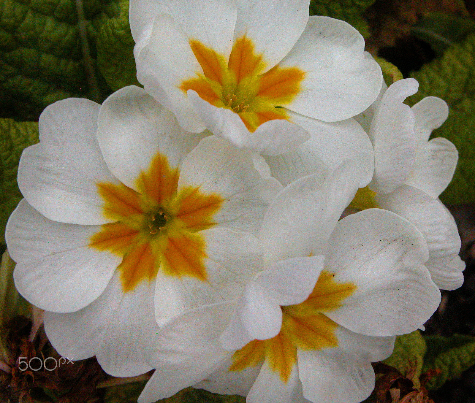 Nikon E5700 sample photo. Fairy primrose photography