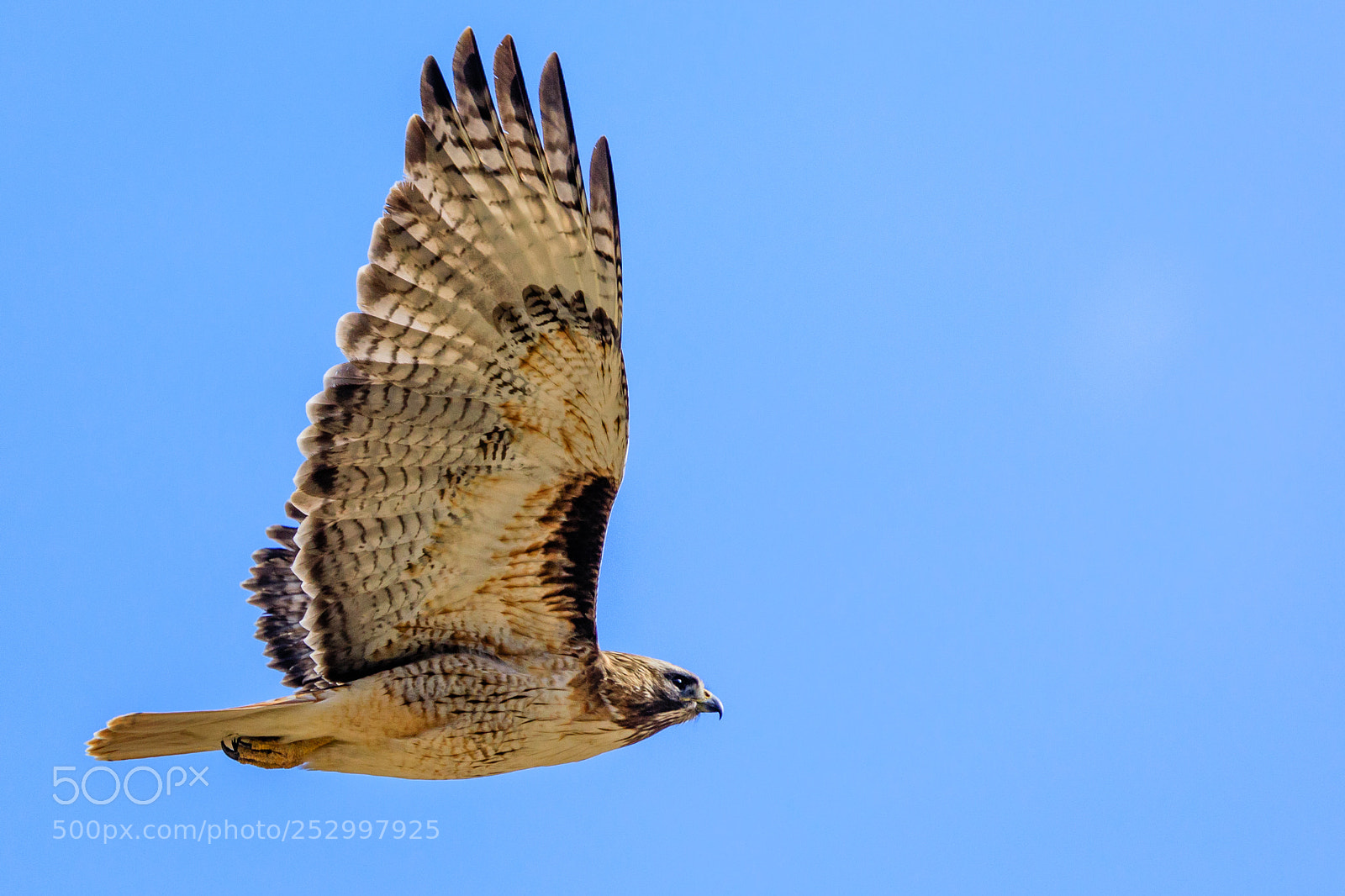 Canon EOS 5D Mark IV sample photo. Red-tailed hawk in flight photography