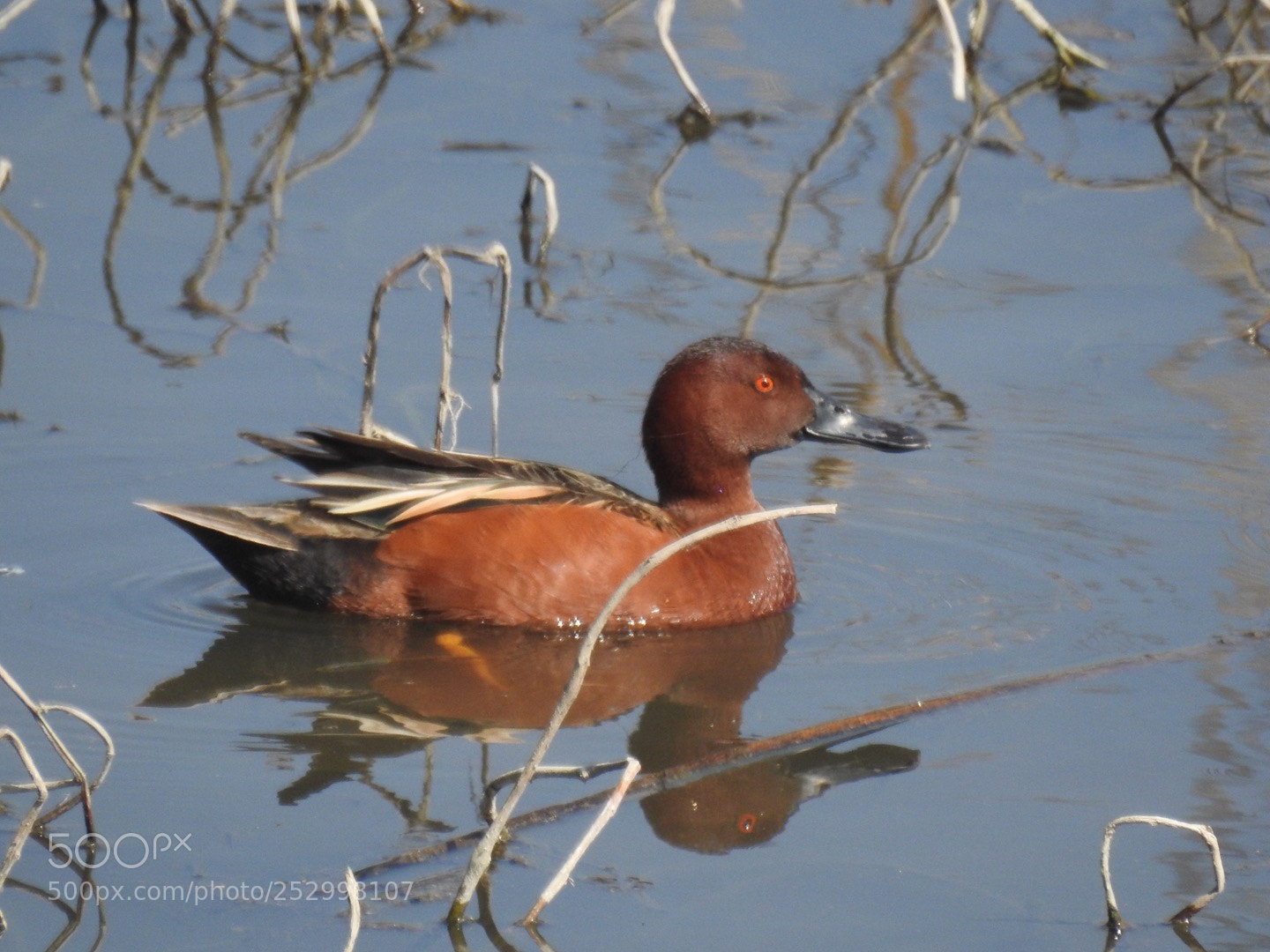 Nikon Coolpix P900 sample photo. Cinnamon teal duck photography