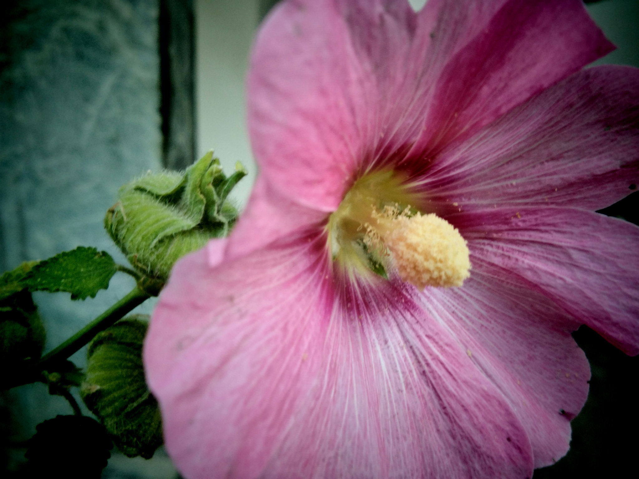 vivo Y55s sample photo. Spring season photography