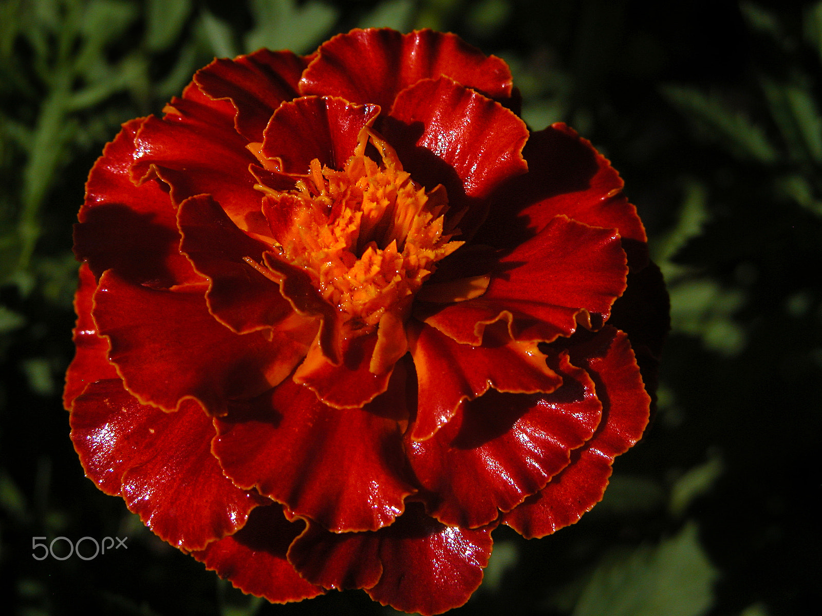 Nikon E5700 sample photo. French marigold photography