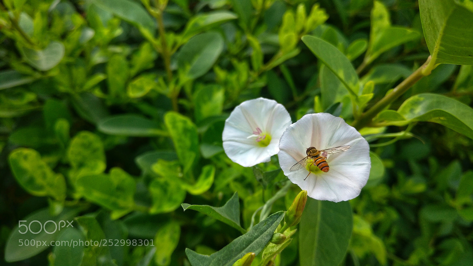 OnePlus A3003 sample photo. Bee and the white photography