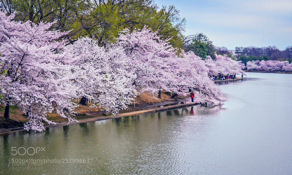 Nikon Df sample photo. Cherry blossom photography