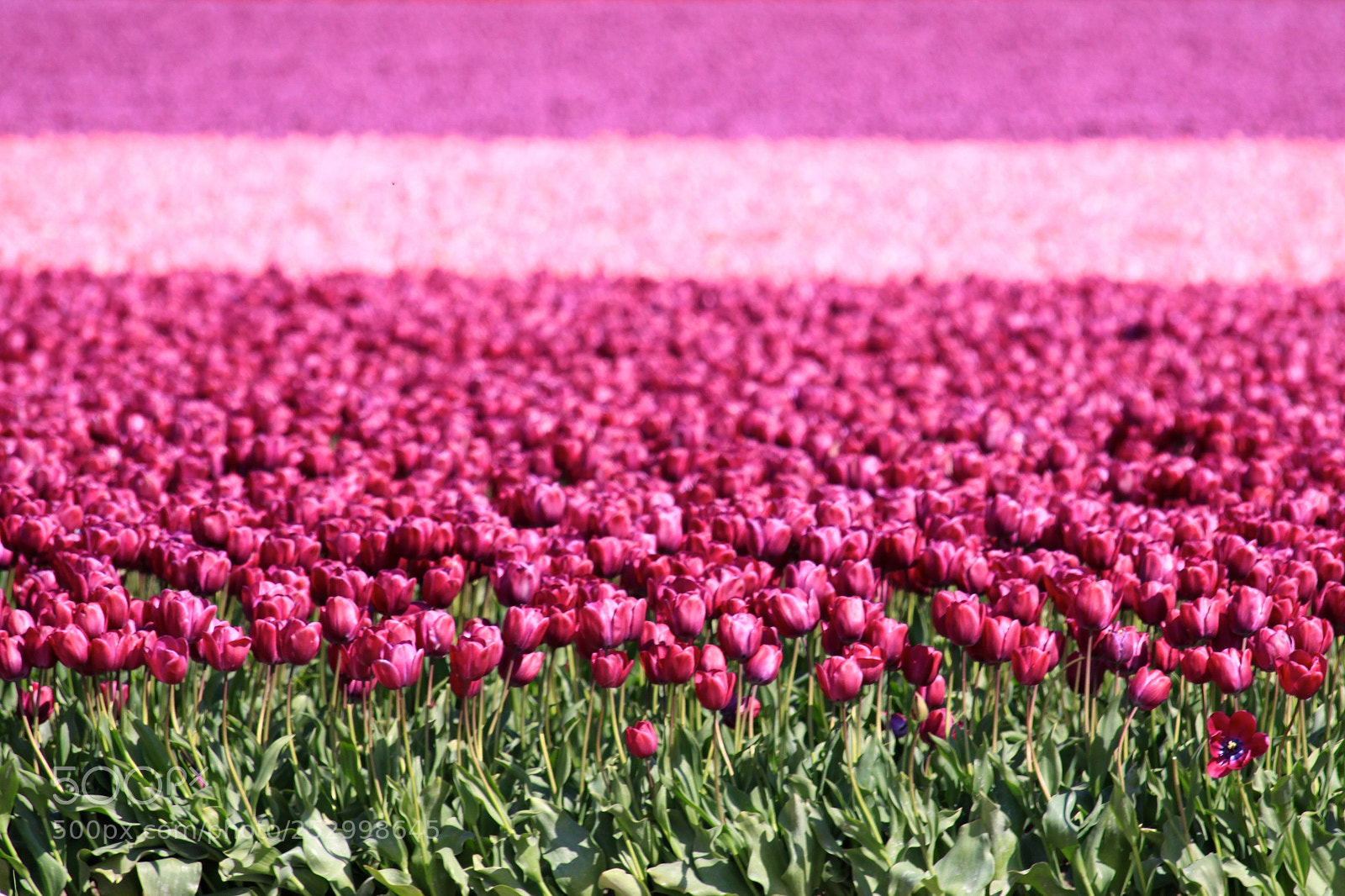 Canon EOS 50D sample photo. La conner tulips photography
