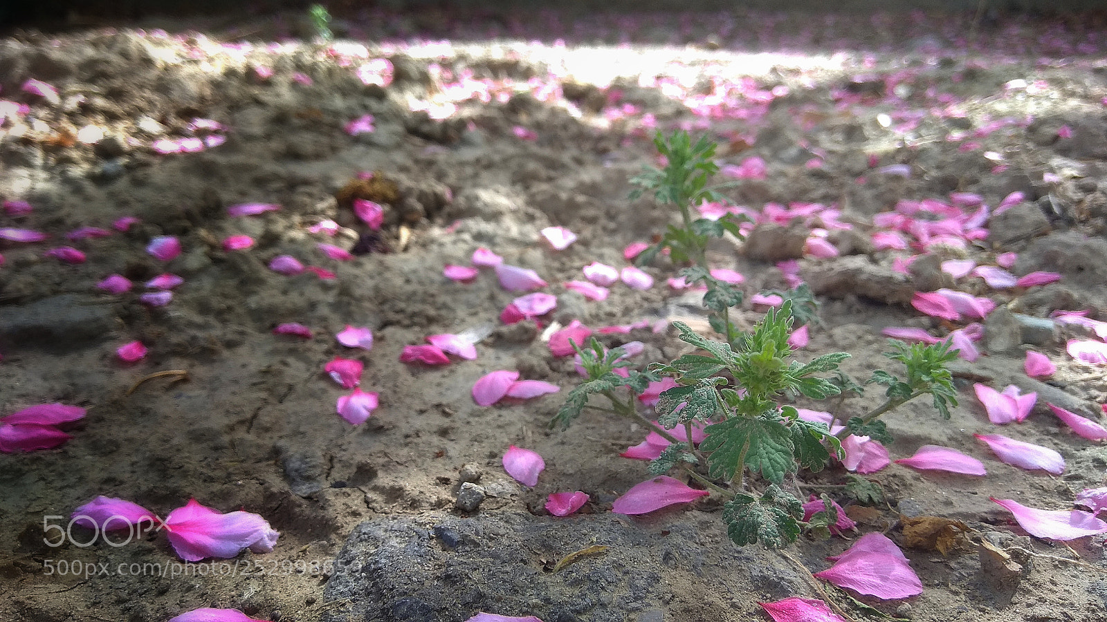 Xiaomi Redmi Note 4X sample photo. Untitled photography
