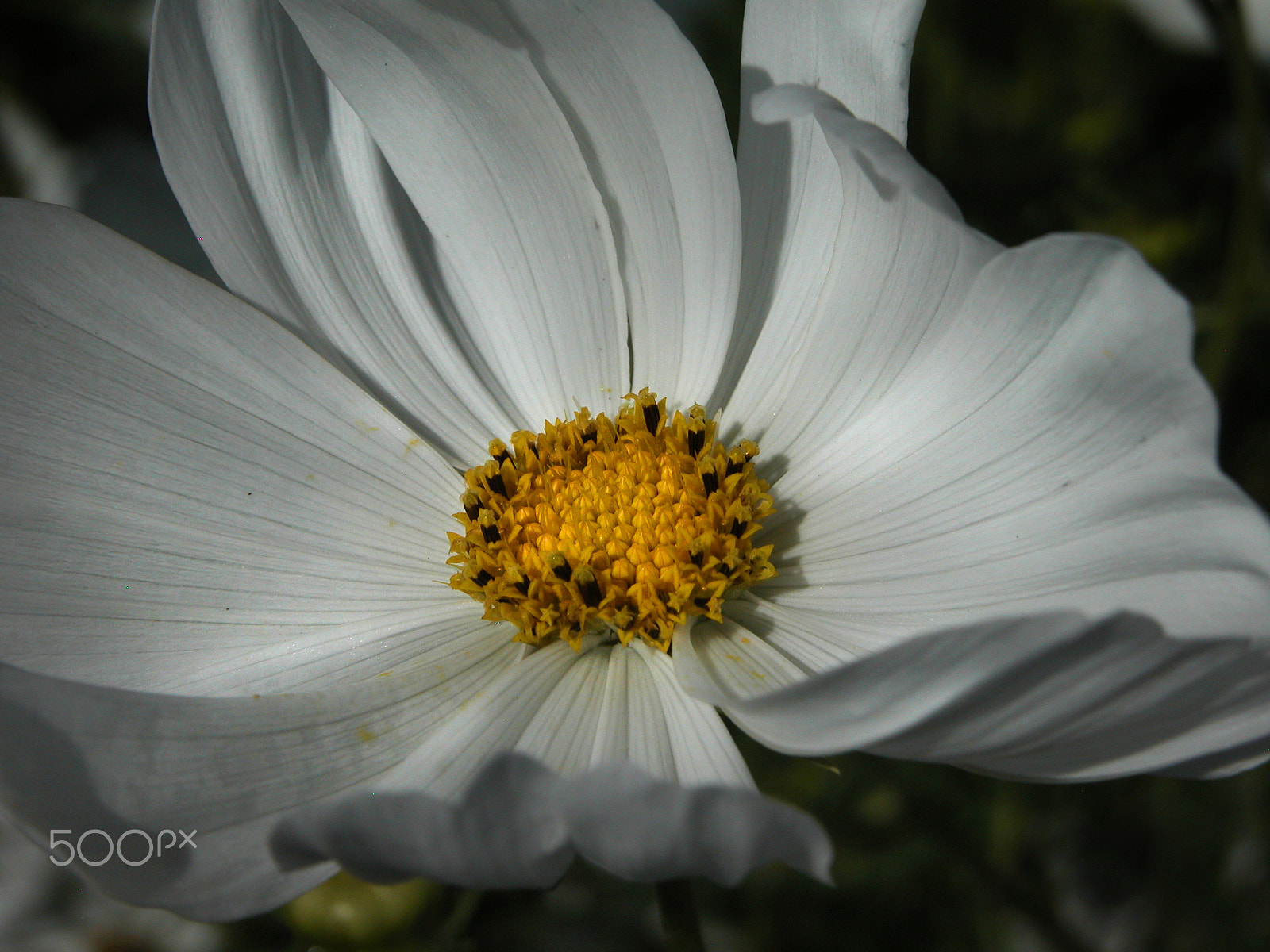 Nikon E5700 sample photo. Garden cosmos photography