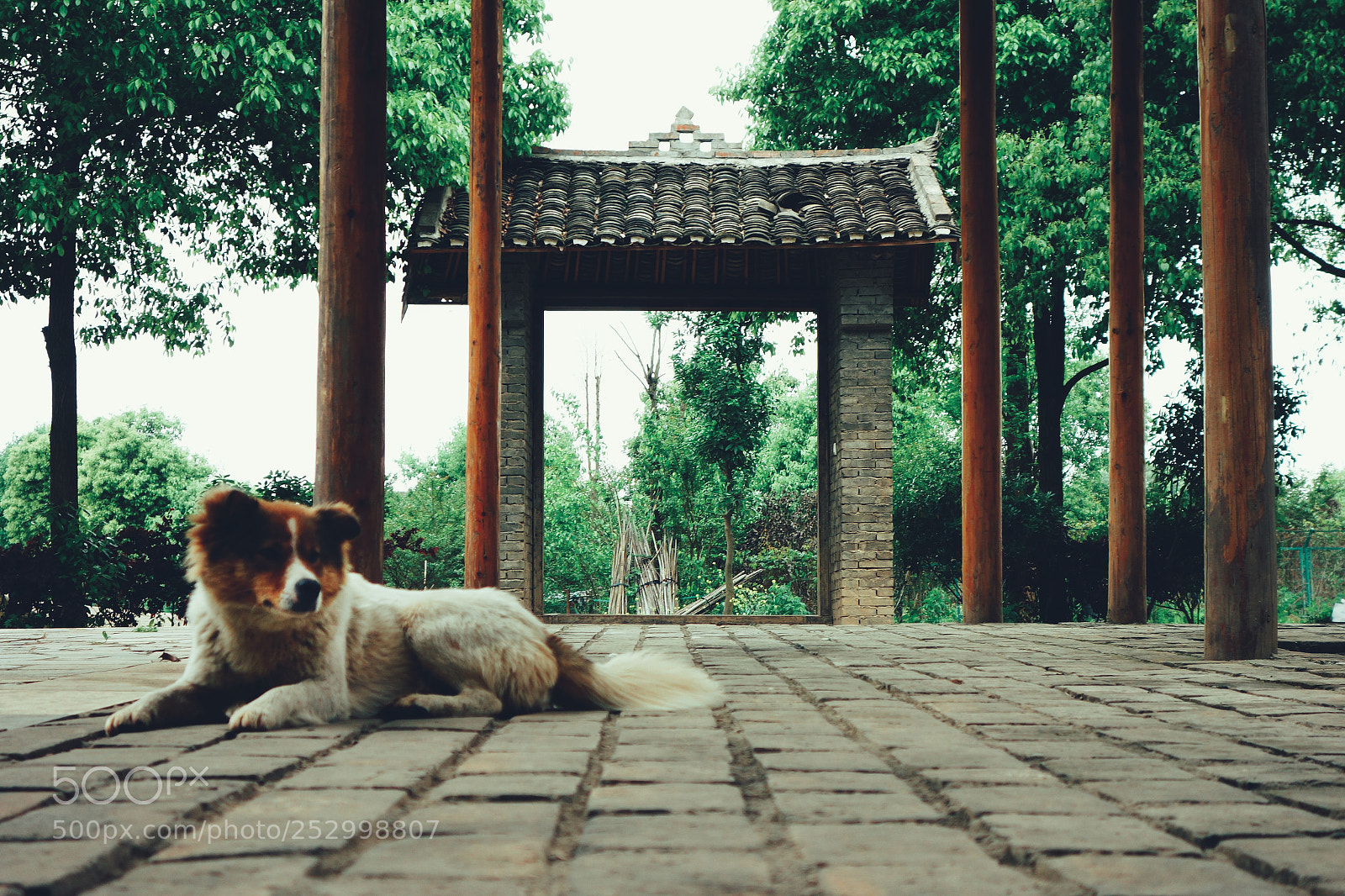 Sony Cyber-shot DSC-RX100 sample photo. Pastoral dog. photography