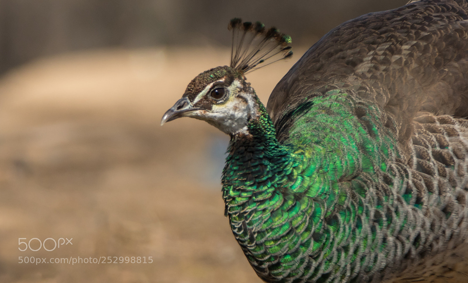 Canon EOS 7D Mark II sample photo. Green shimmer delight photography
