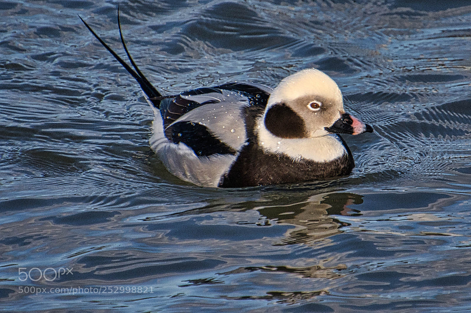 Nikon D7200 sample photo. Pintail duck photography