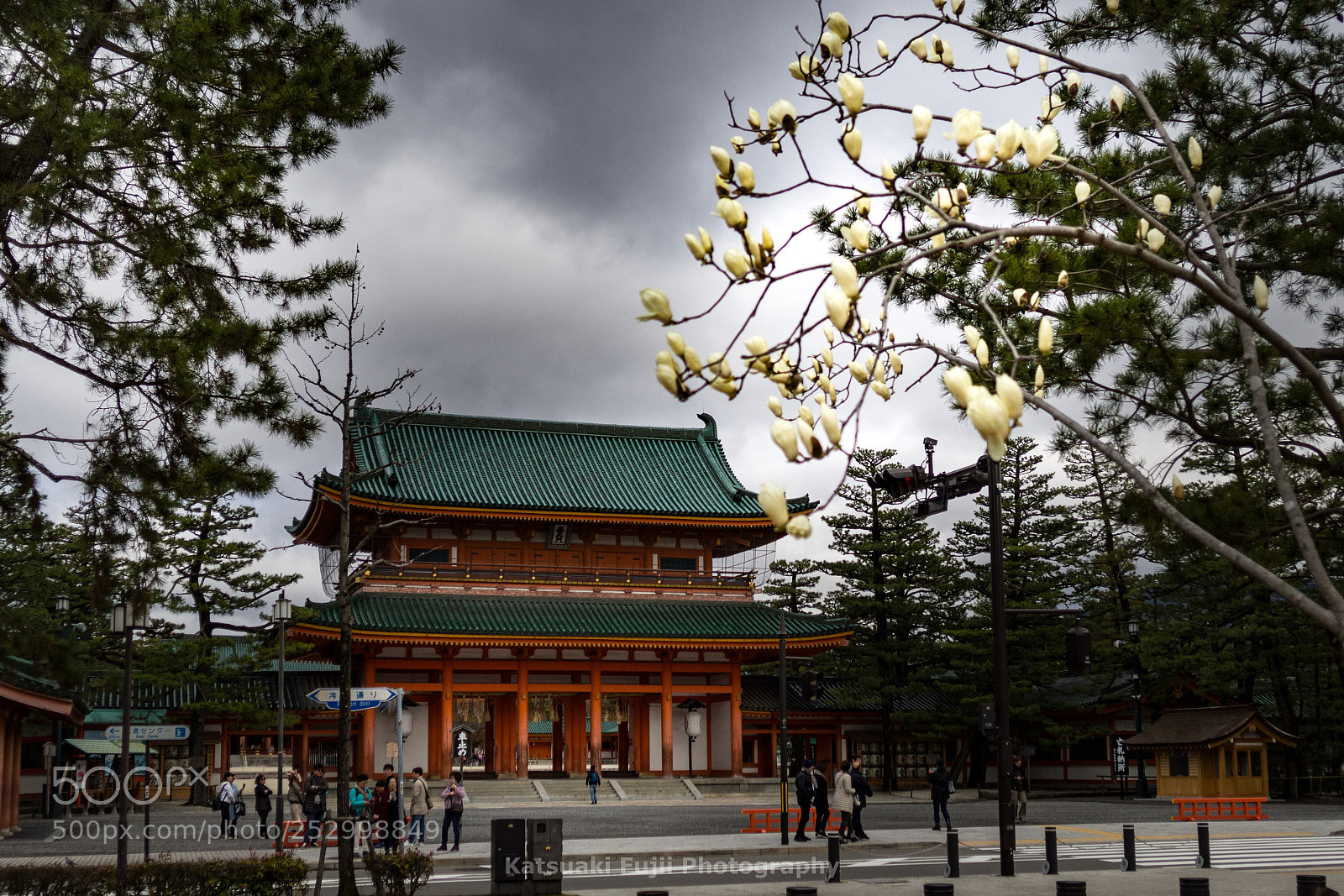 Olympus OM-D E-M10 sample photo. White magnolia photography