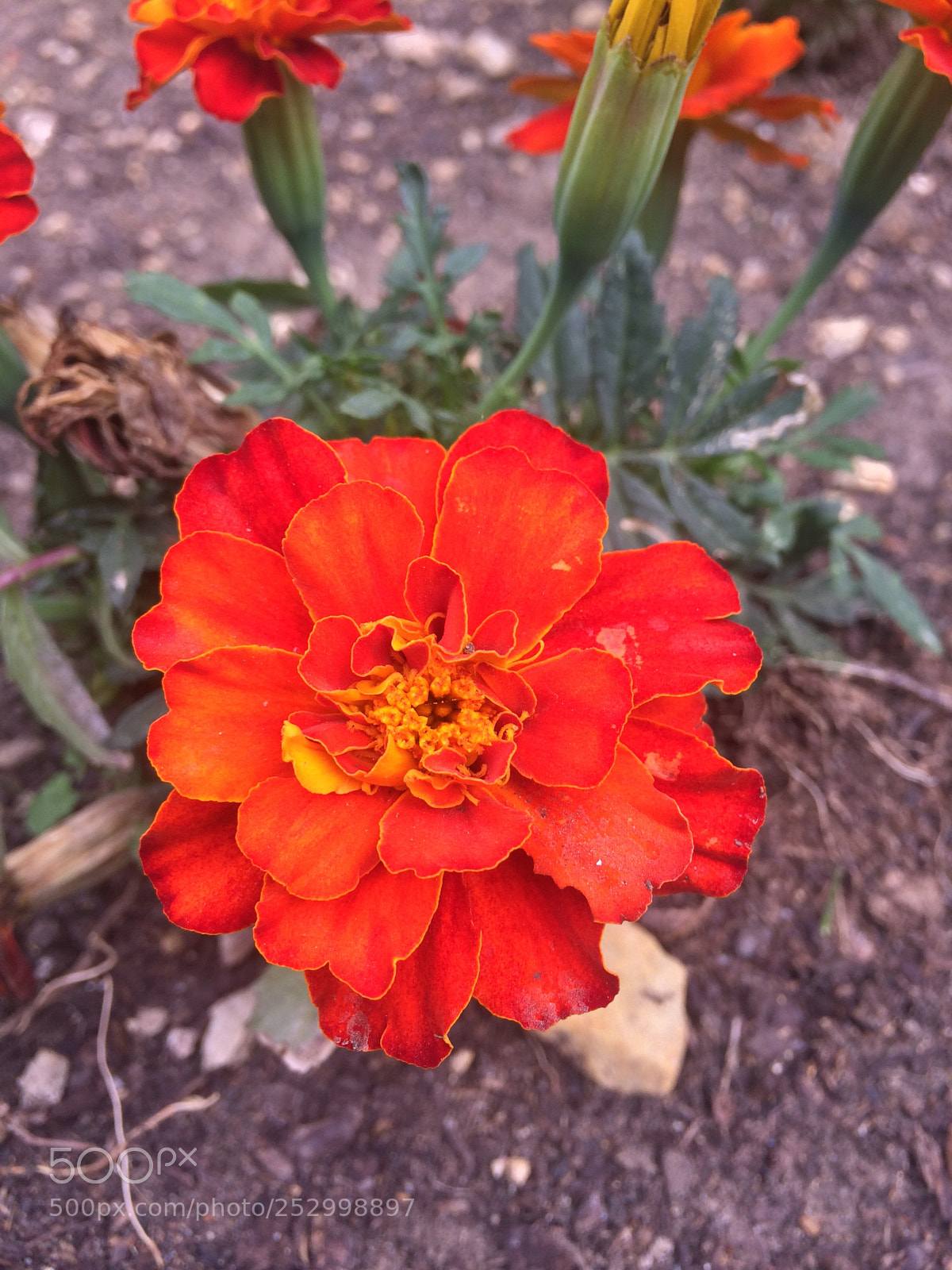 Apple iPhone 5s sample photo. Spring photography