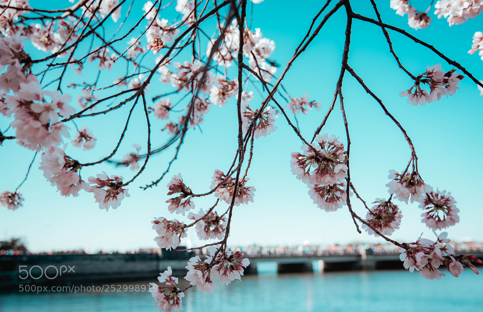 Nikon D7200 sample photo. Cherry blossom photography