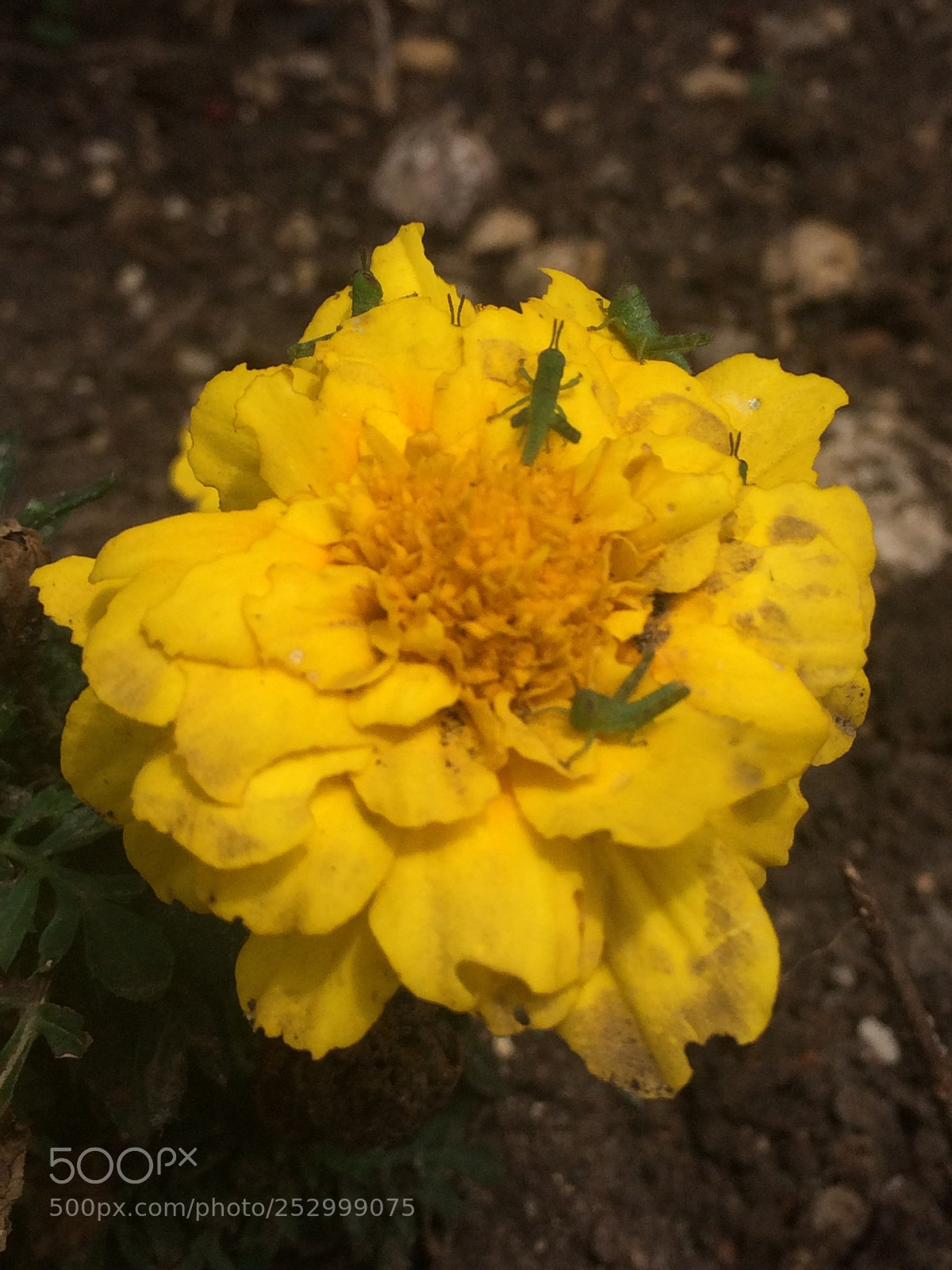 Apple iPhone 5s sample photo. Tiny hoppers  photography