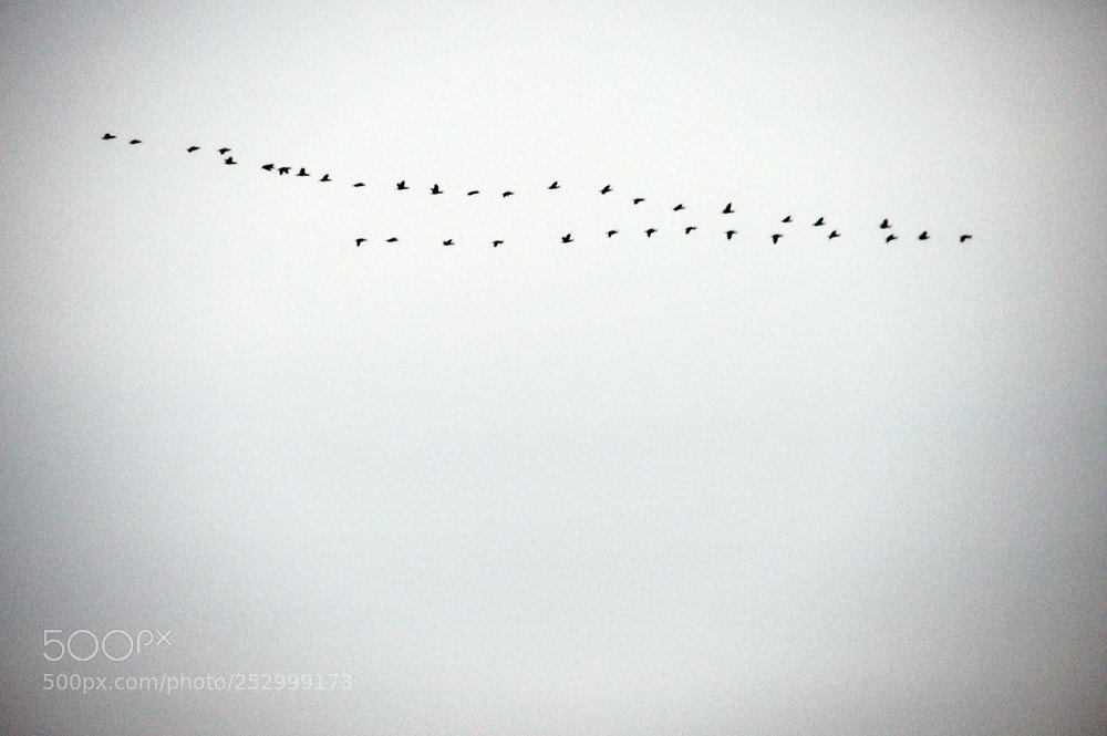 Nikon Df sample photo. Birds flying high you photography