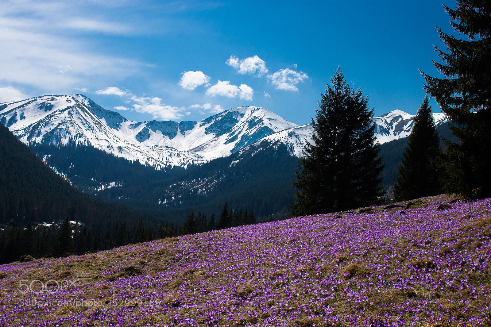 Nikon D7200 sample photo. Crocuses on polana chocho photography