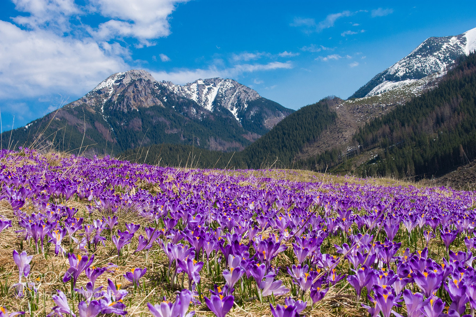 Nikon D7200 sample photo. Crocuses on polana chocho photography