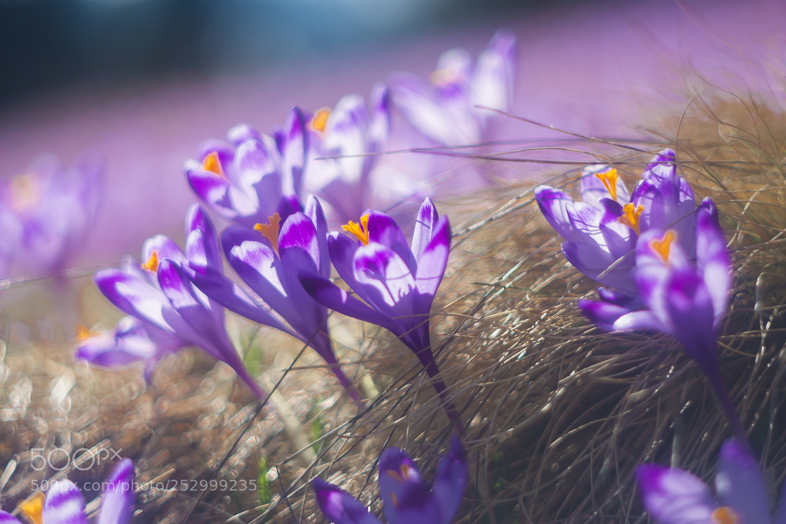 Nikon D7200 sample photo. Crocuses on polana chocho photography