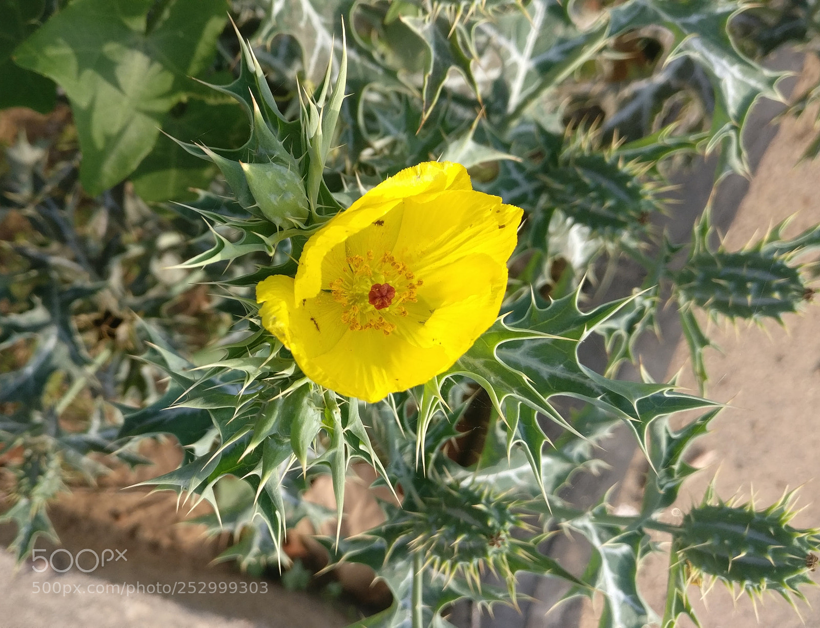 OnePlus A3003 sample photo. Thorns and flower photography