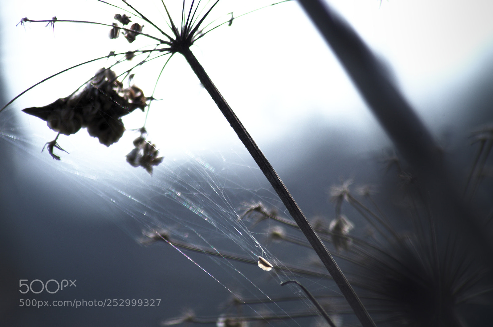 Pentax K-5 sample photo. Dillo alla luna photography