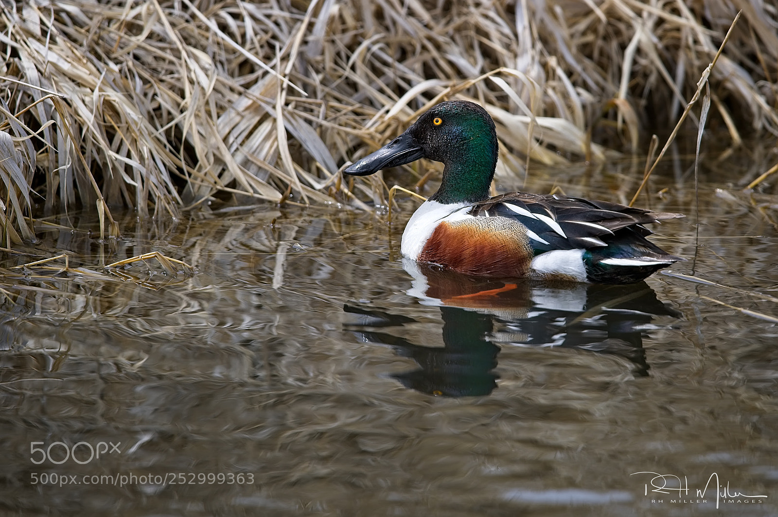 Canon EOS-1D X Mark II sample photo. Northern shoveler photography