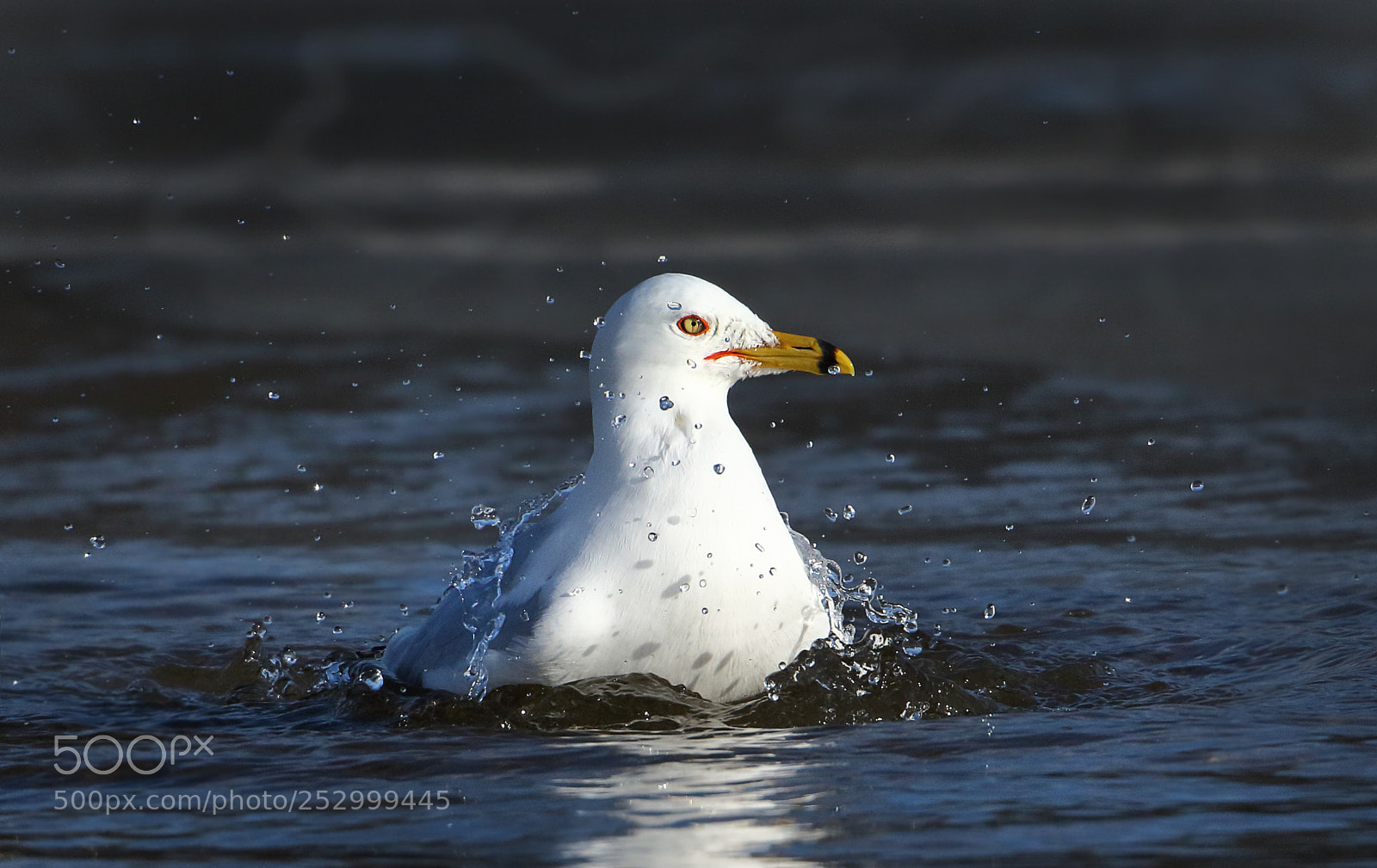 Canon EOS 7D Mark II sample photo. Ring billed bath time photography