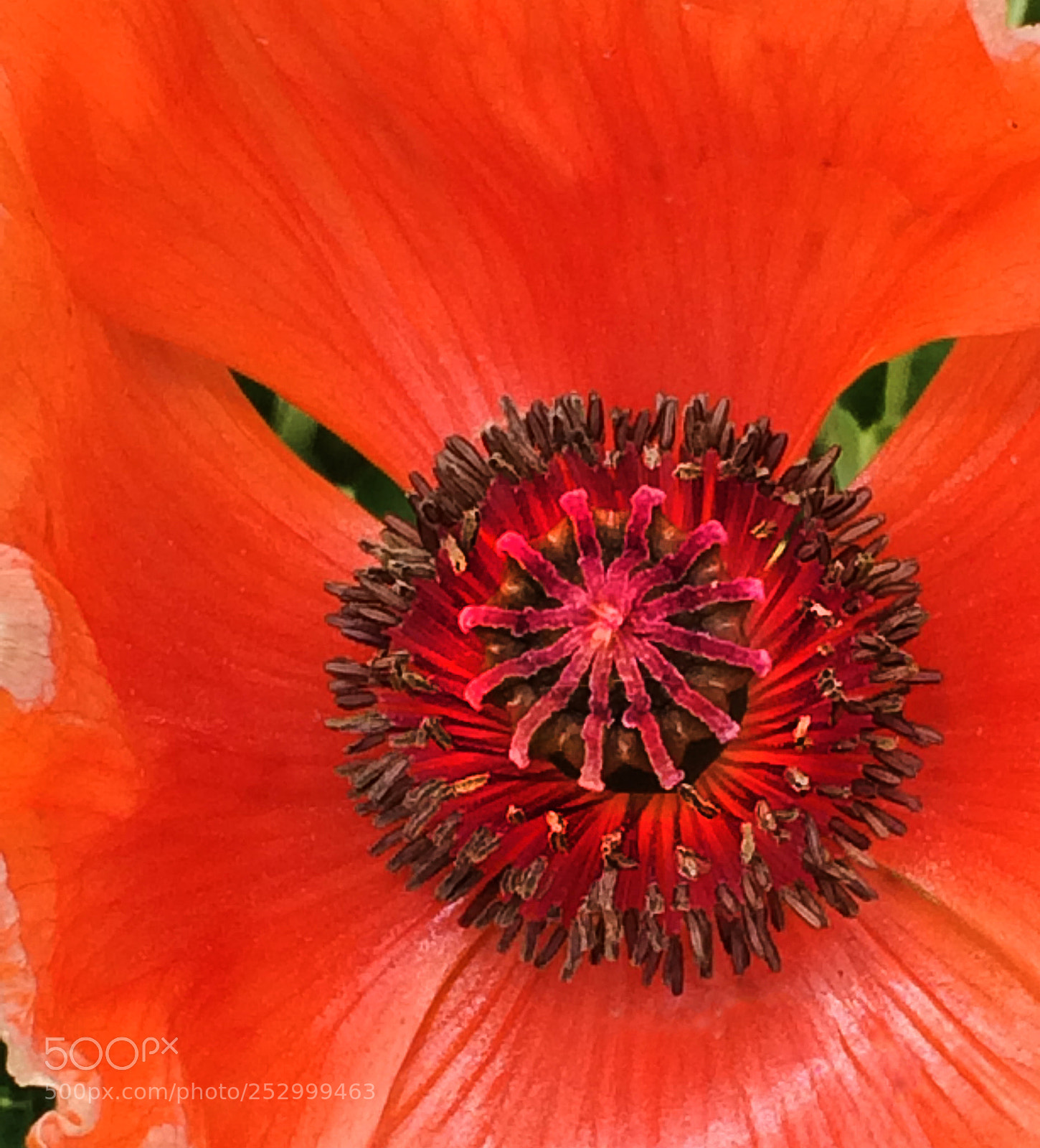 Apple iPhone 5s sample photo. Inside the poppy photography