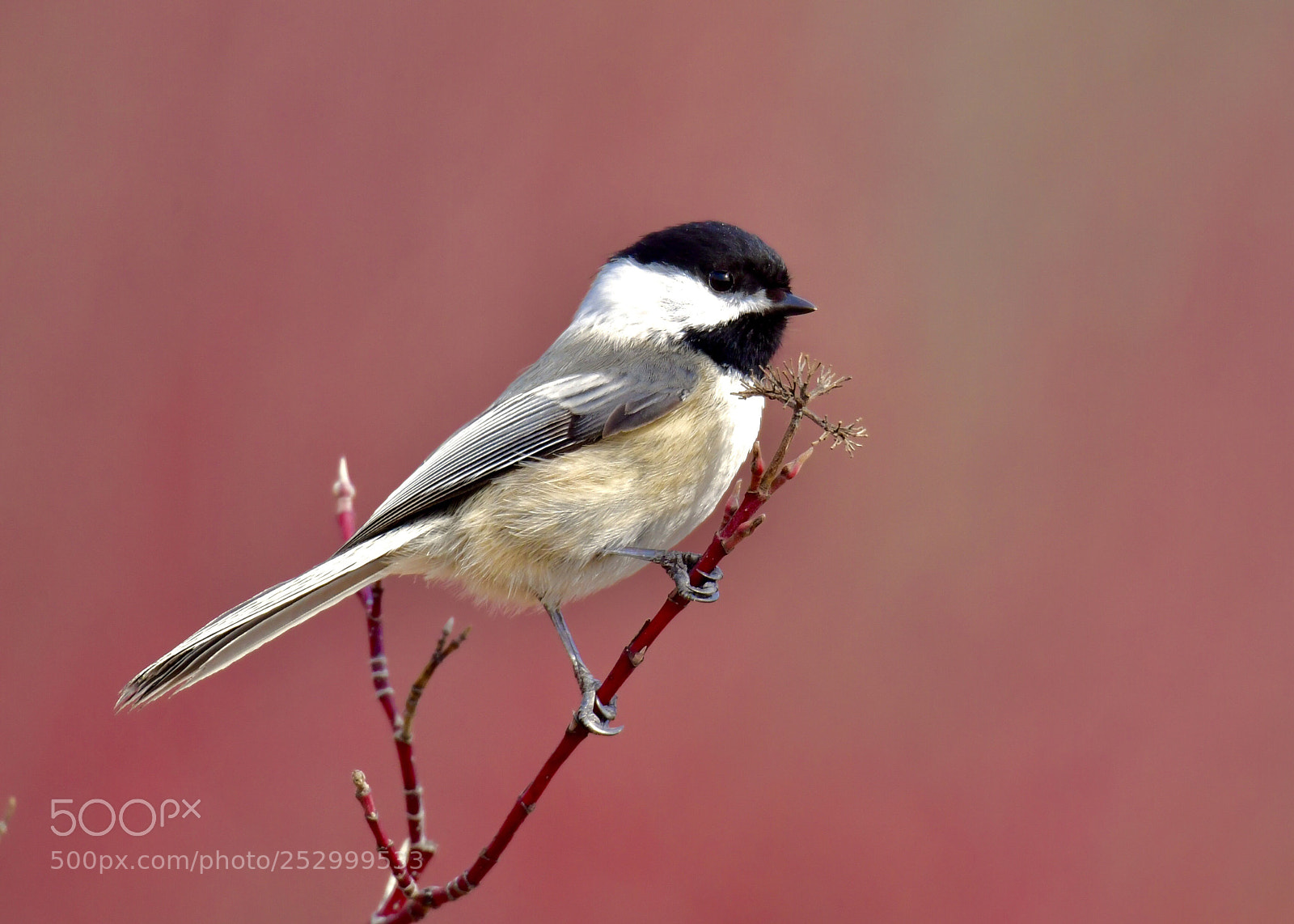 Nikon D5 sample photo. Black-capped chickadee 
黑頂山雀 photography