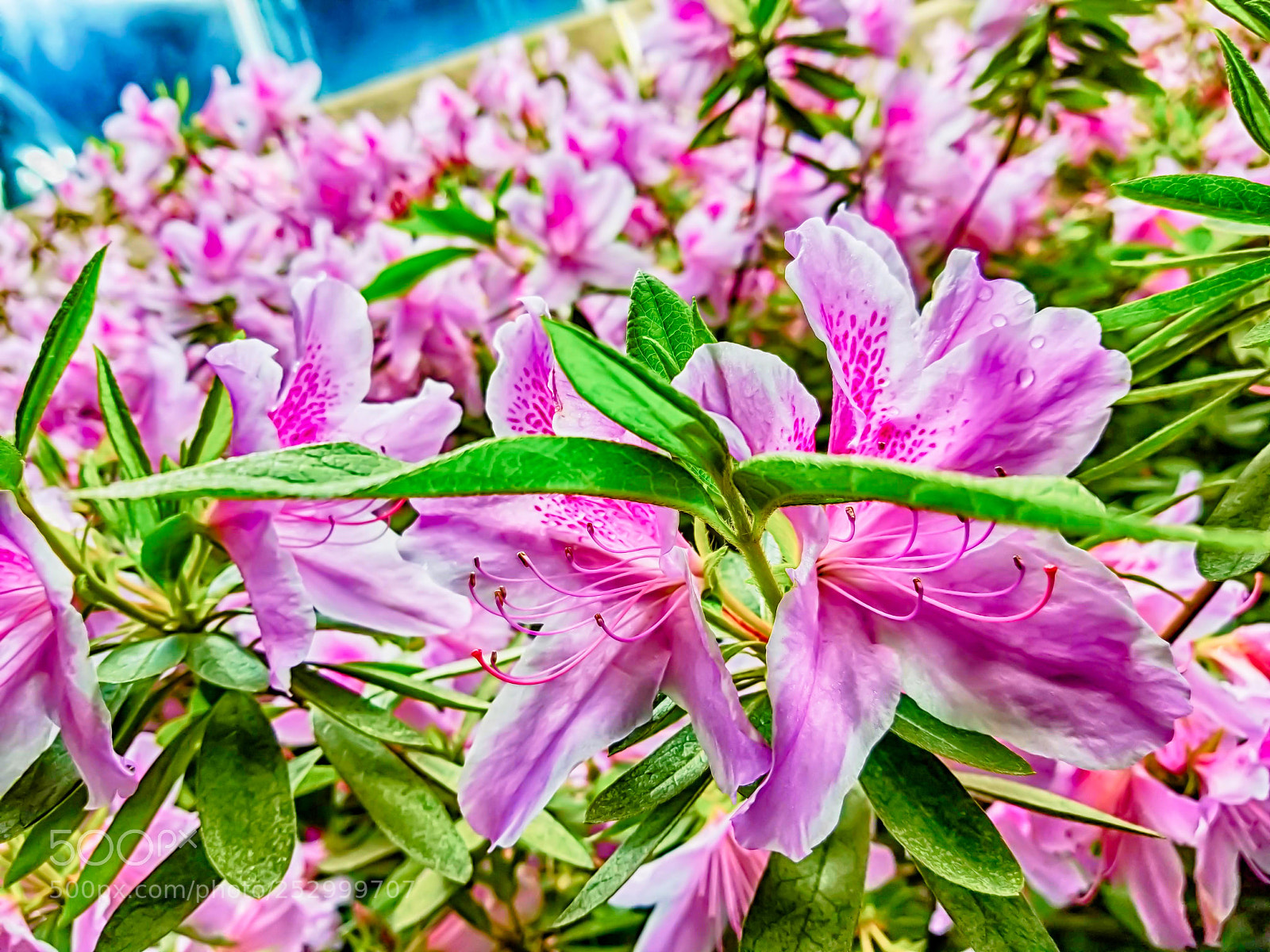 Samsung Galaxy S8 sample photo. Flowers photography