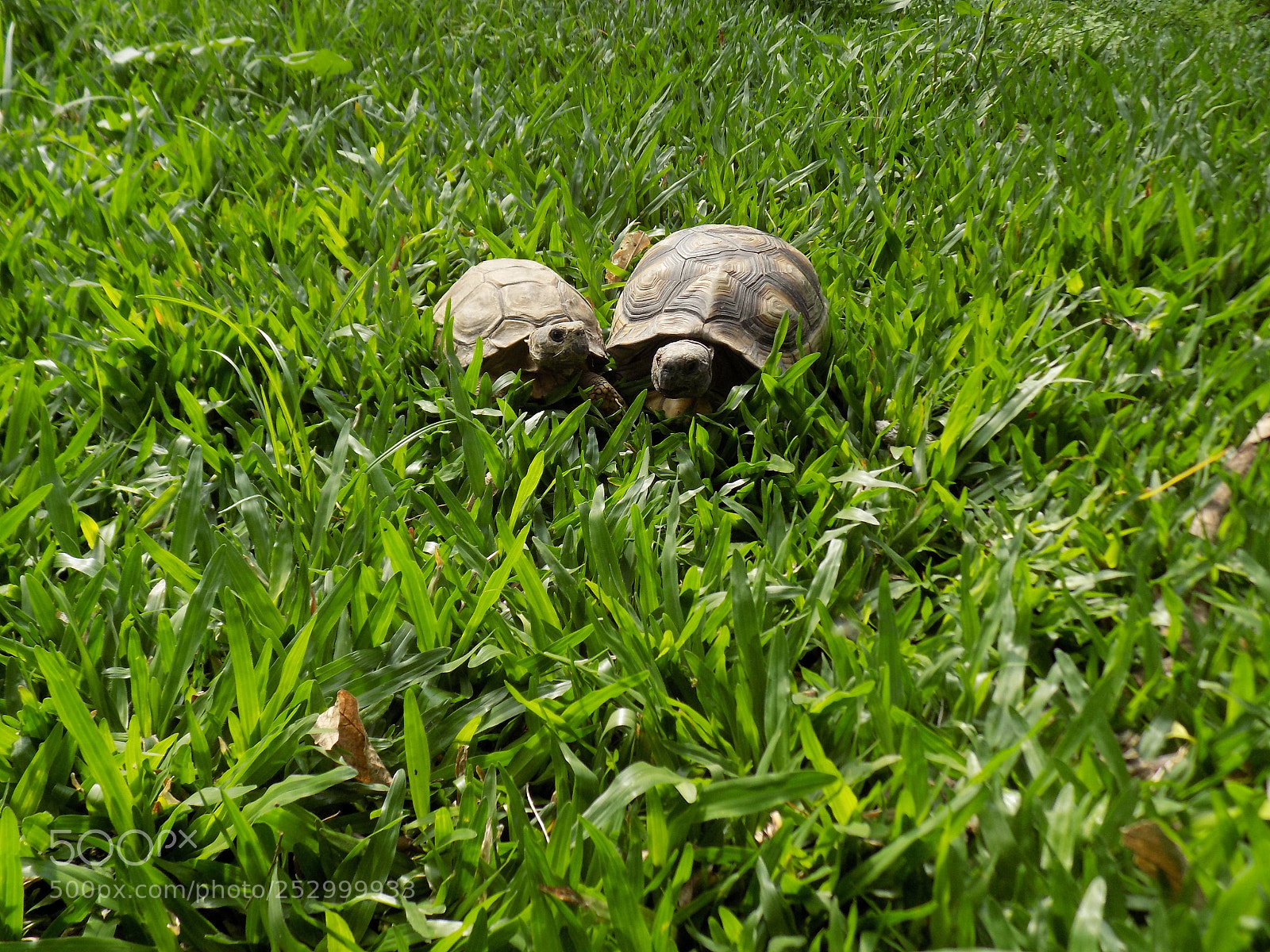 Nikon COOLPIX L330 sample photo. Couple photography