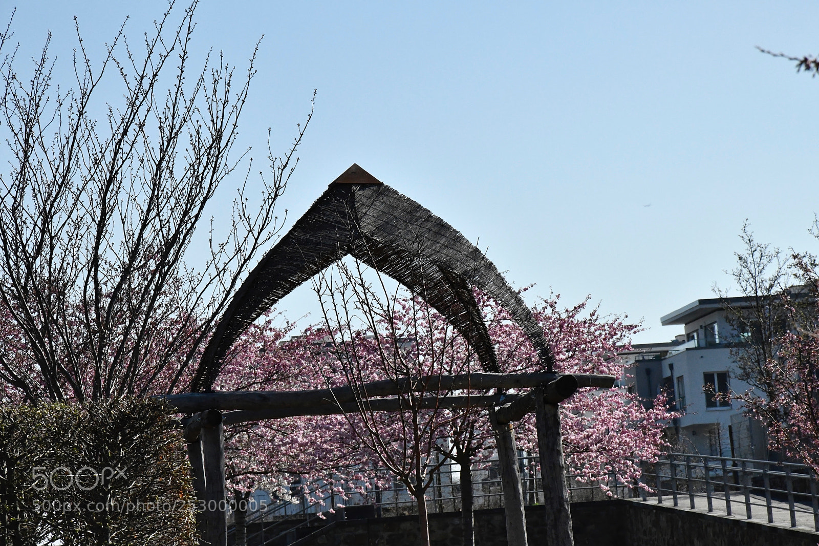 Nikon D7500 sample photo. Blossom's brittle shelter photography