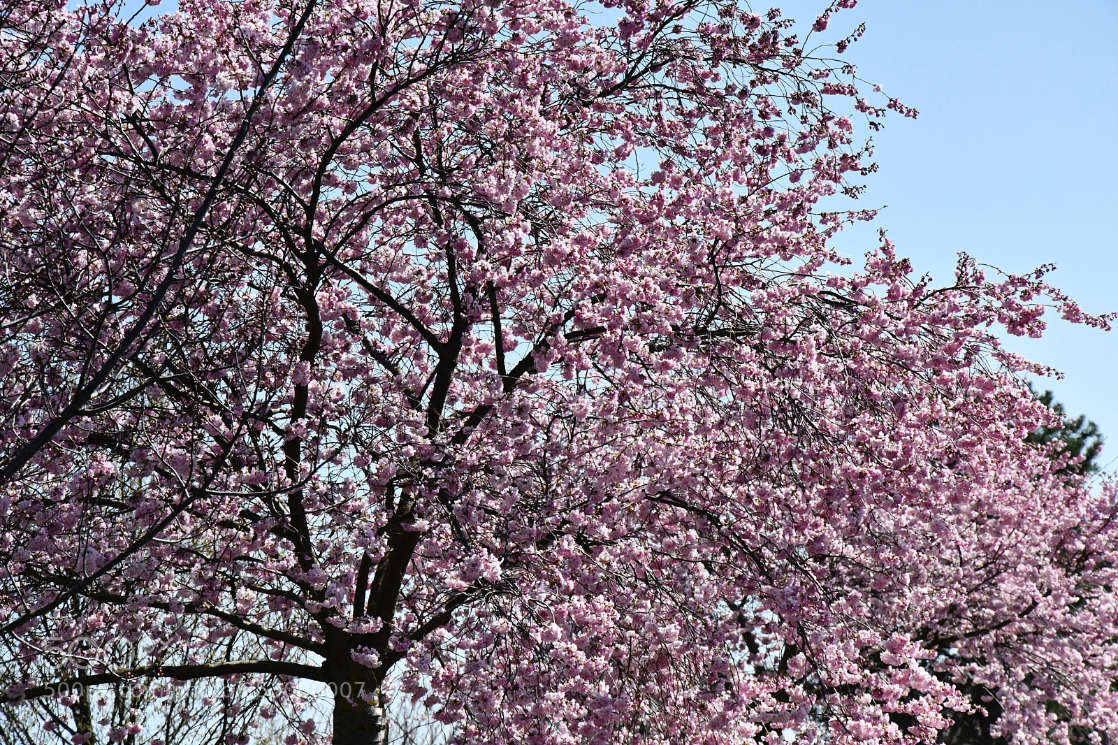Nikon D7500 sample photo. The wealth of cherry photography