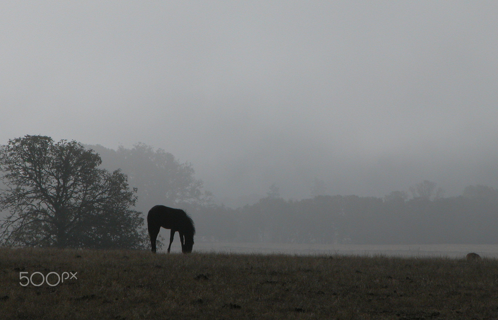 Nikon E5700 sample photo. Misty morn & horse photography