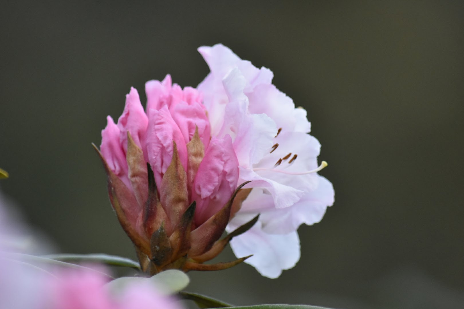 Nikon D3400 sample photo. Half blossom. photography