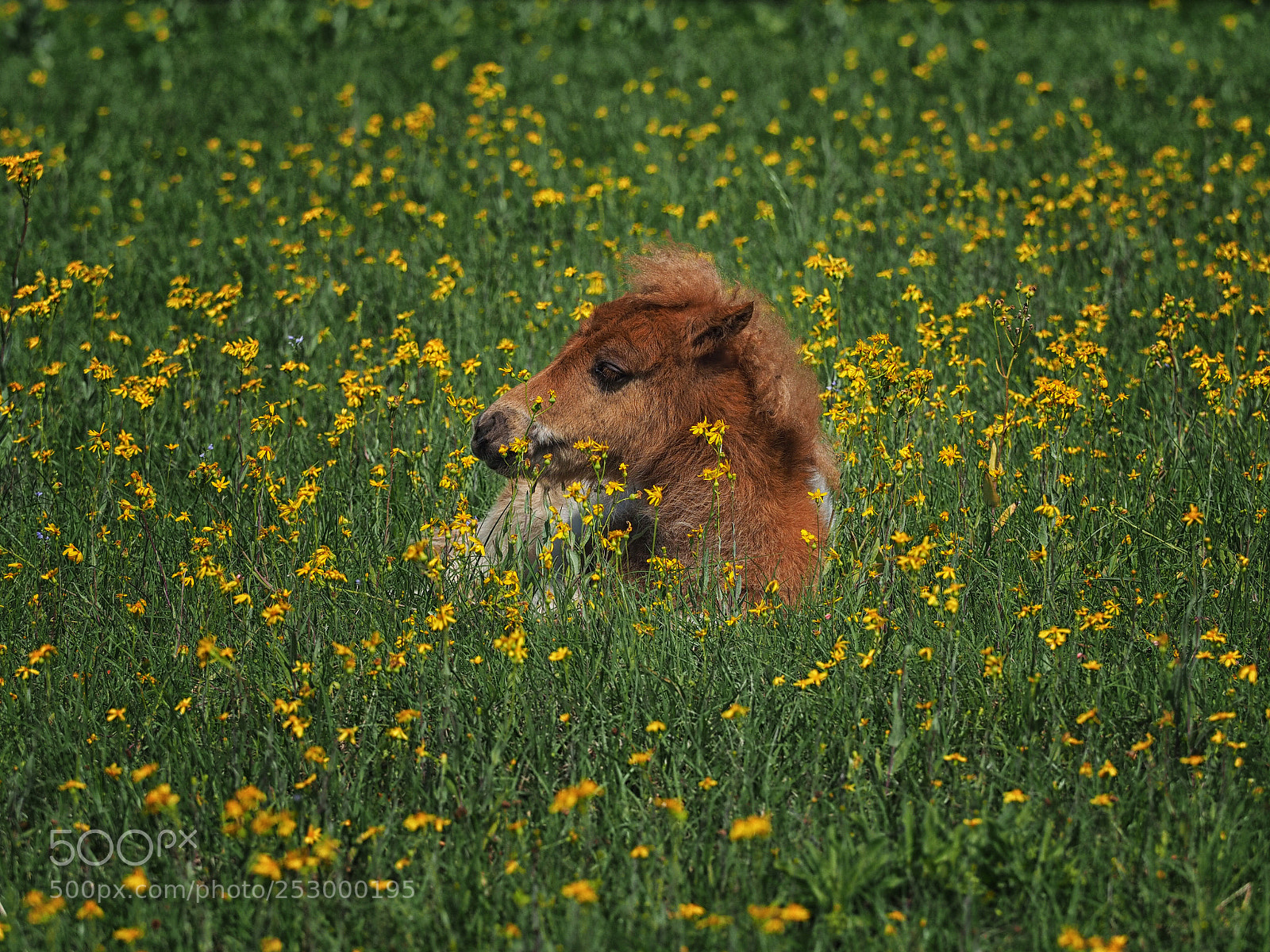 Olympus OM-D E-M1 sample photo. Such a cutie photography