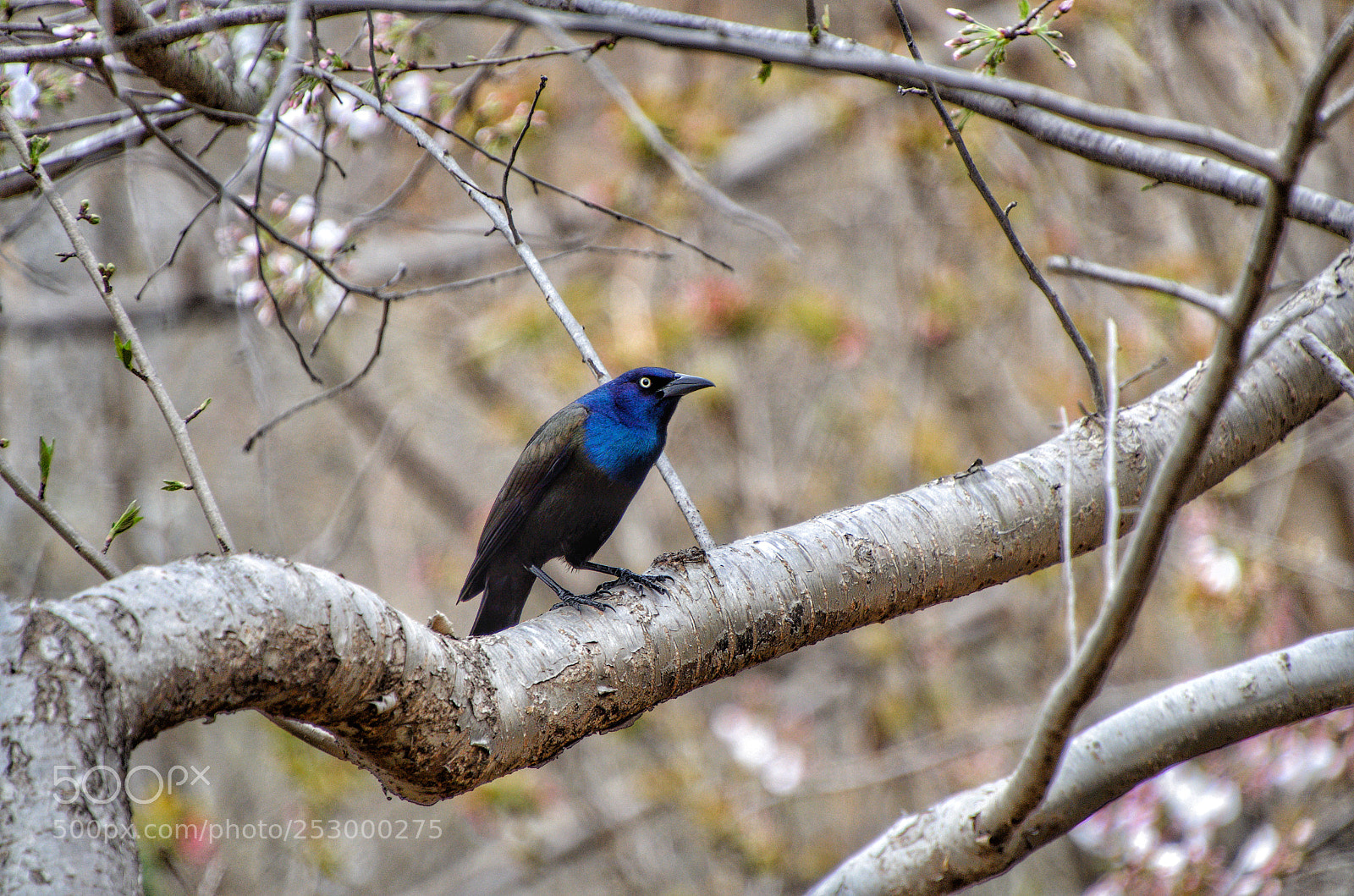 Nikon D5100 sample photo. Blue neck photography
