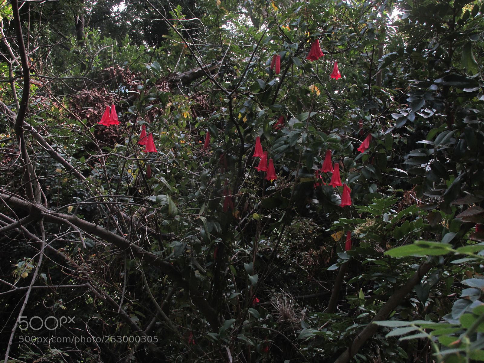 Canon PowerShot SX170 IS sample photo. Untitled photography