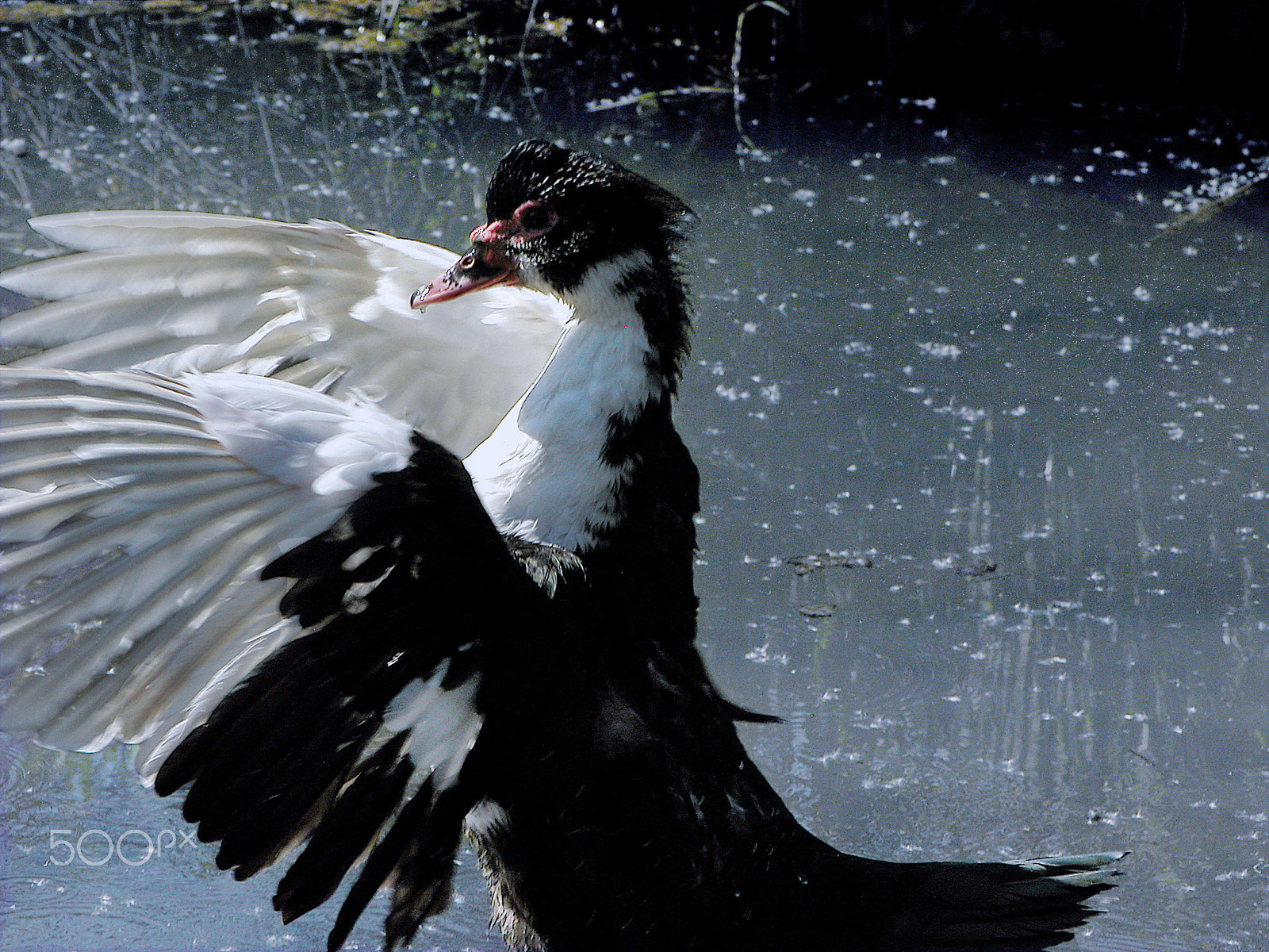 Nikon E5700 sample photo. Muscovy duck bathing photography