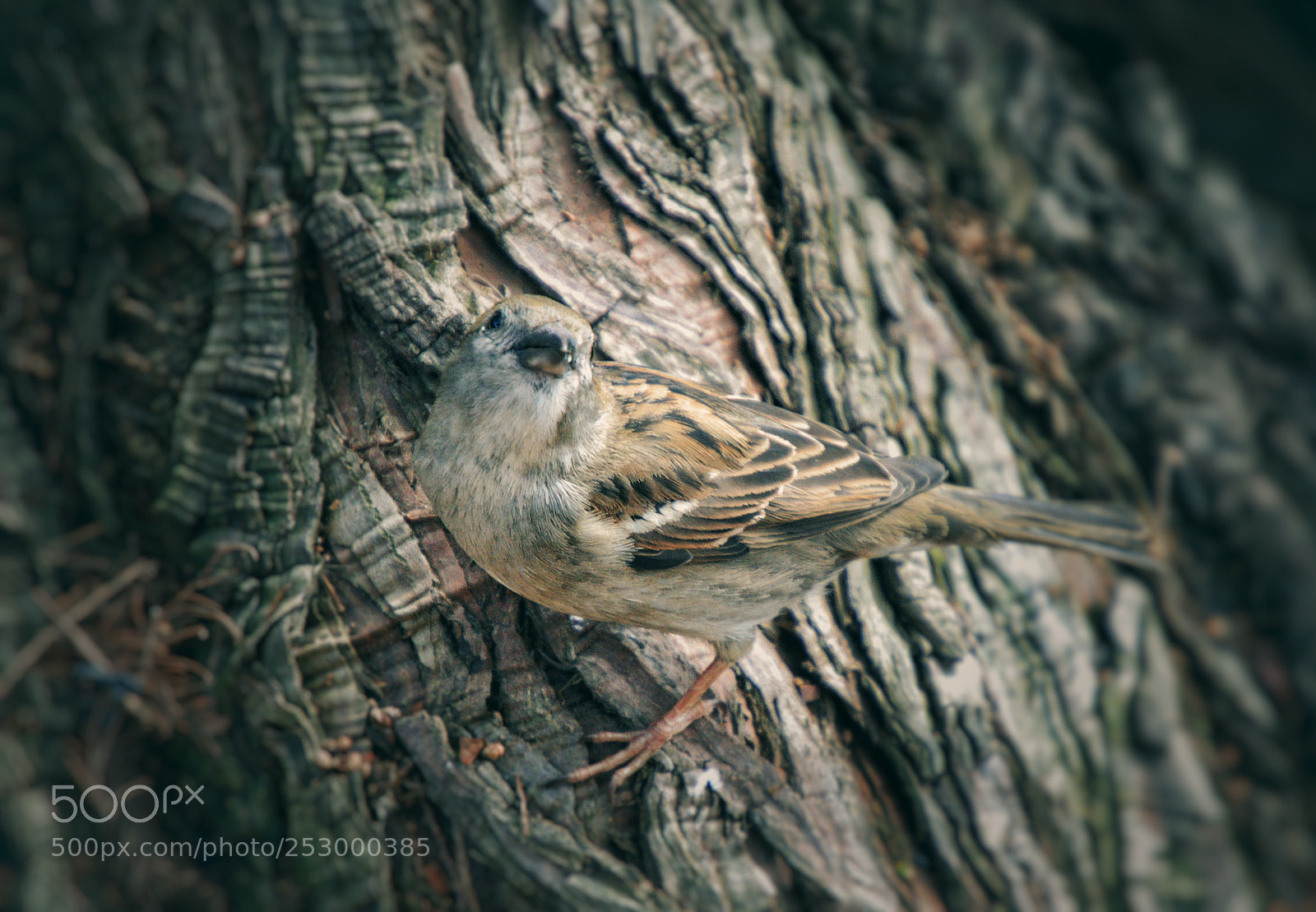 Nikon D5100 sample photo. Sparrow photography