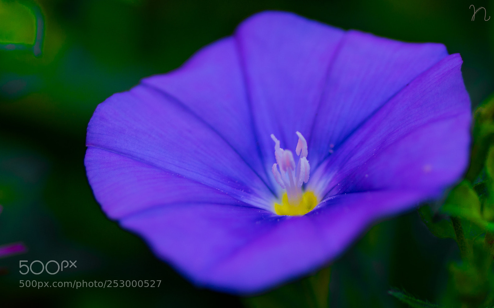 Nikon D7100 sample photo. Beauty at the center photography