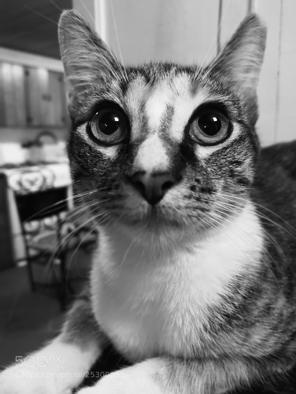 HUAWEI Mate 10 Pro sample photo. Kayla photography