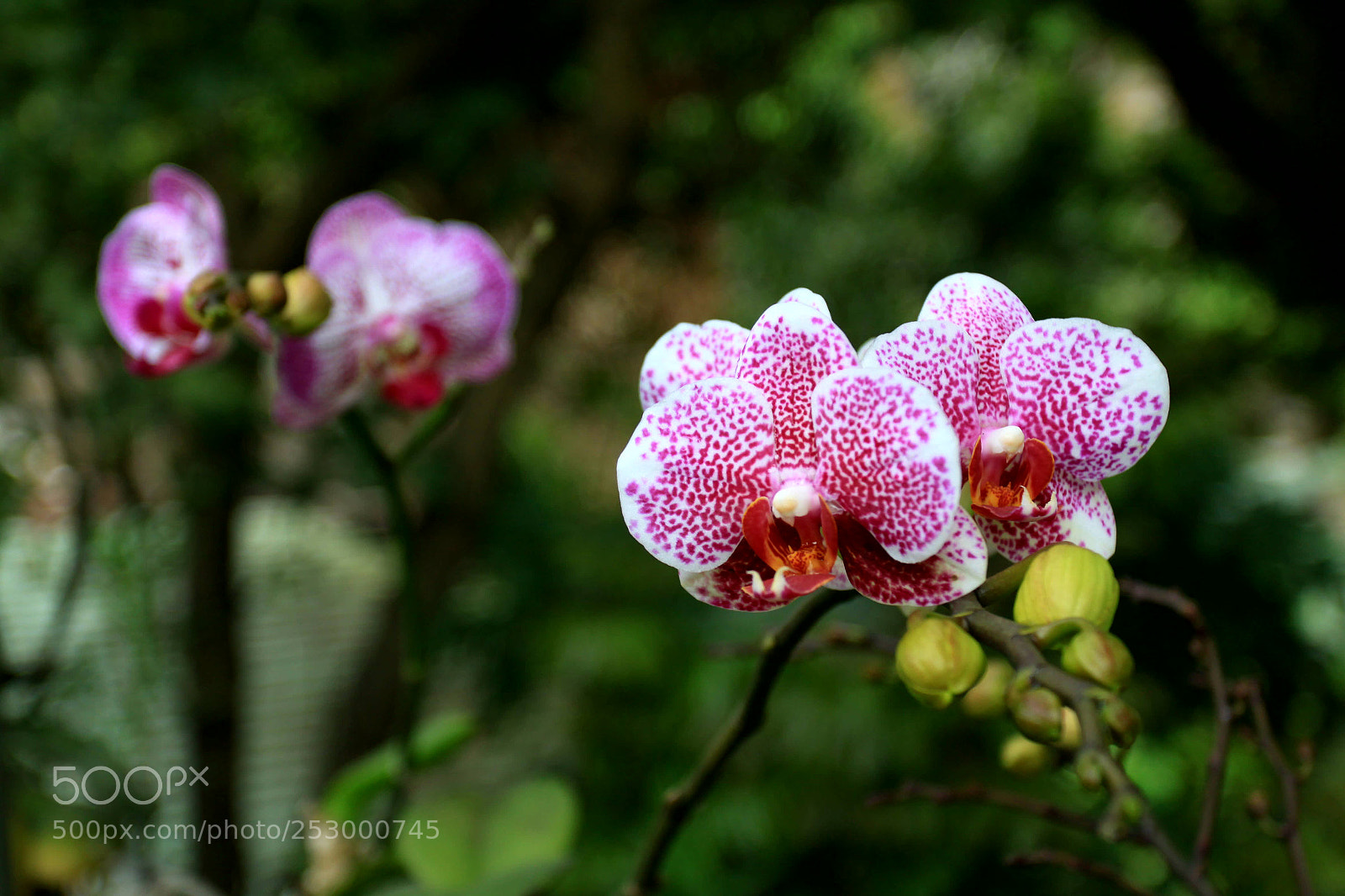 Canon EOS 50D sample photo. Untitled photography