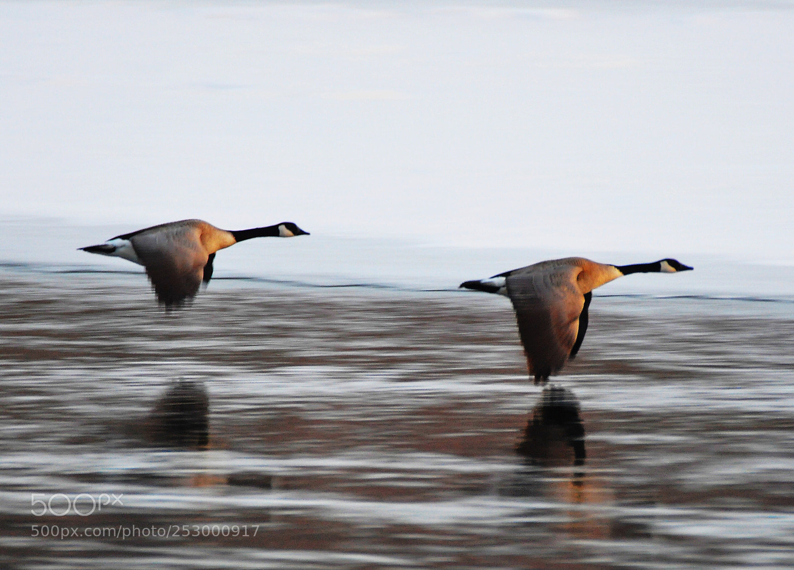 Nikon D90 sample photo. Canadian geese  photography
