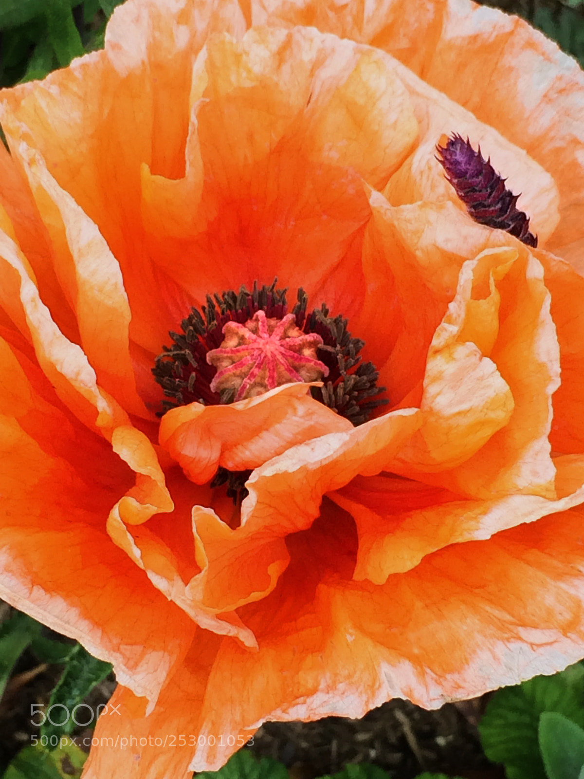 Apple iPhone 5s sample photo. Orange poppy photography