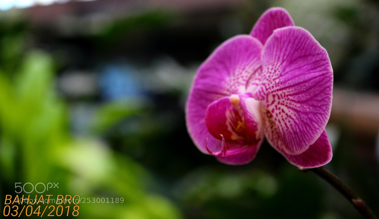 Canon EOS 100D (EOS Rebel SL1 / EOS Kiss X7) sample photo. Purple flower from botanic photography