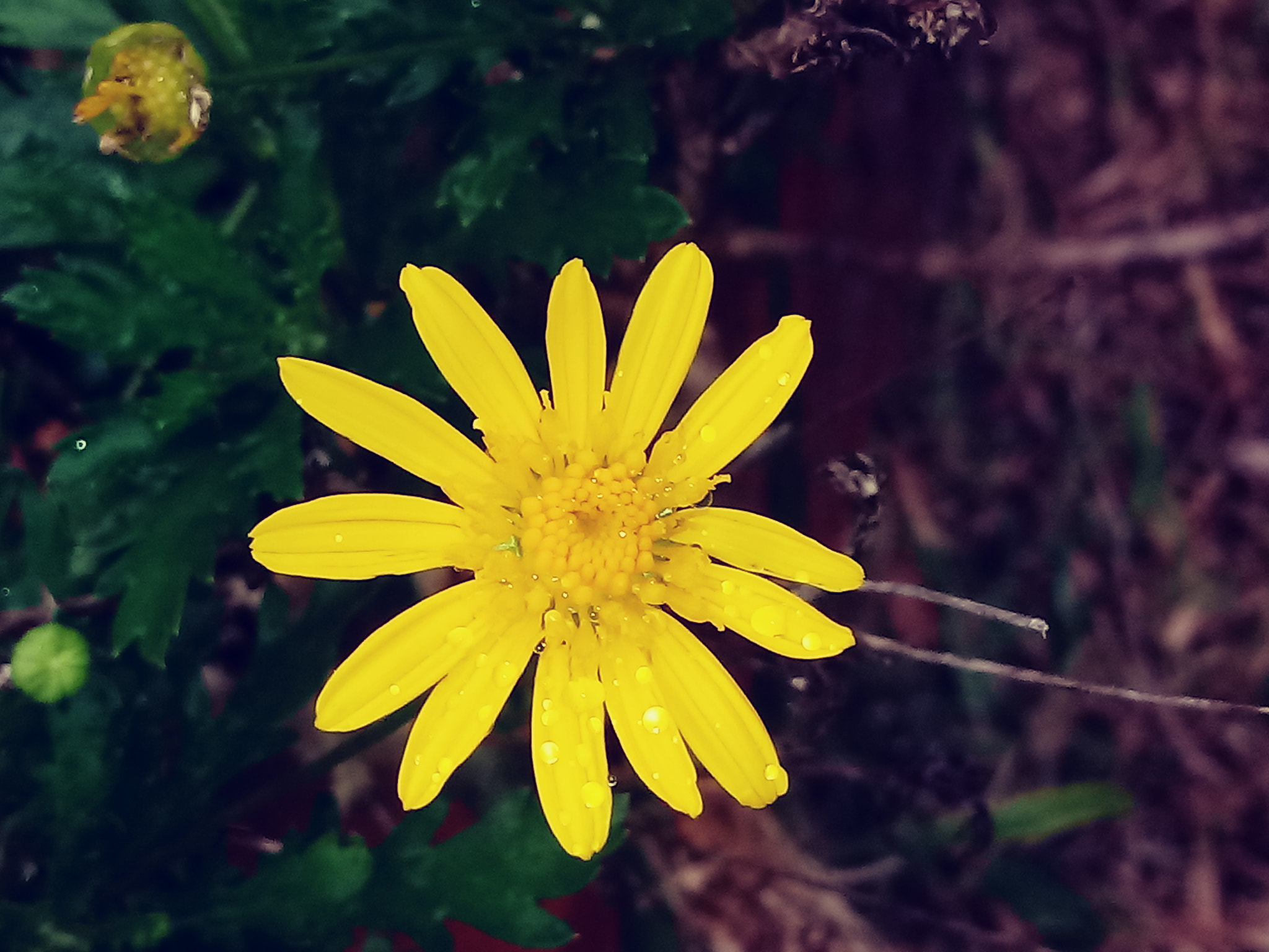 LG K10 (2017) sample photo