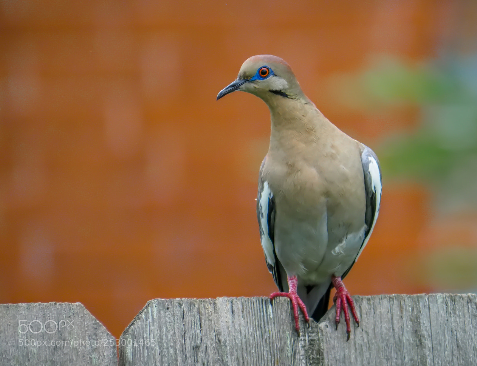 Olympus OM-D E-M1 Mark II sample photo. Pegion photography