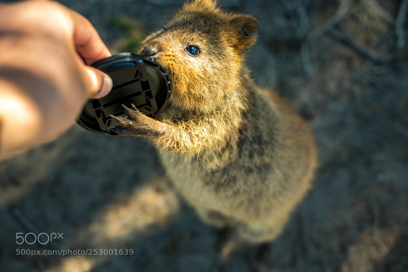 Nikon D800E sample photo. Quokka photography