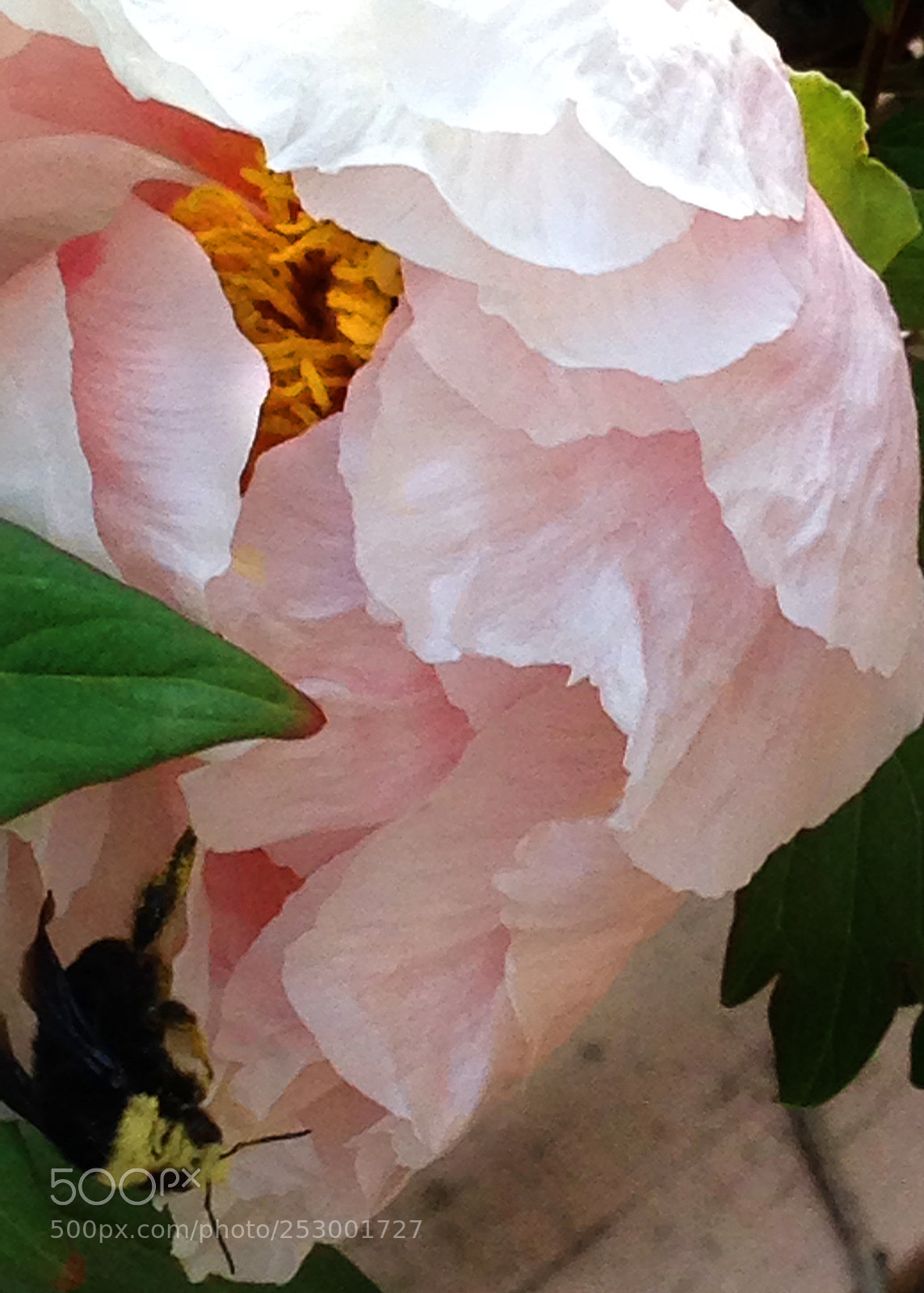 Apple iPhone 5 sample photo. Peony tree blossom and photography